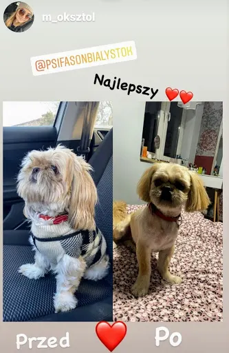 Psi Fason - Salon pielęgnacji psów i kotów w Białymstoku